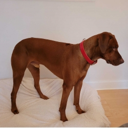 Hundehalsband aus Leder 3cm in Rot