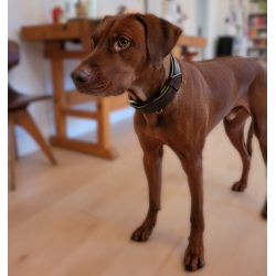 Hundehalsband aus Leder gepolstert Dunkelbraun Breite Halsband aus Leder für große Hunde