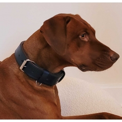 Hundehalsband aus Leder gepolstert  4,2cm in Blau. Breite Halsband aus Leder für große Hunde in Dunkelblau