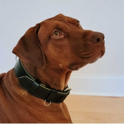 Hundehalsband aus Leder gepolstert Schwarz. Breite Halsband aus Leder für große Hunde