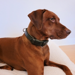 Hundehalsband Leder Dunkelgrün. Halsband für Hund aus Leder Grün