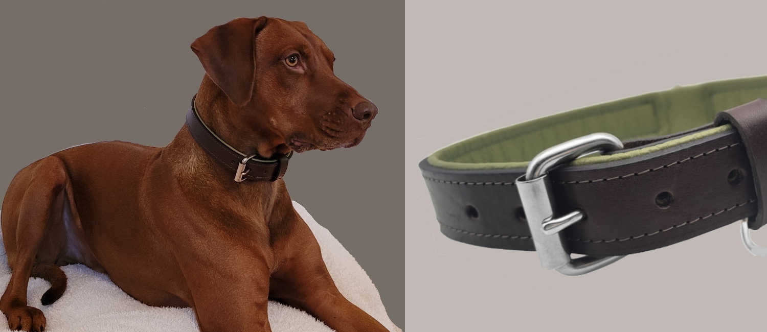 Hundehalsband aus Leder. Eleganz & Komfort ➤ das Beste für Ihren Hund